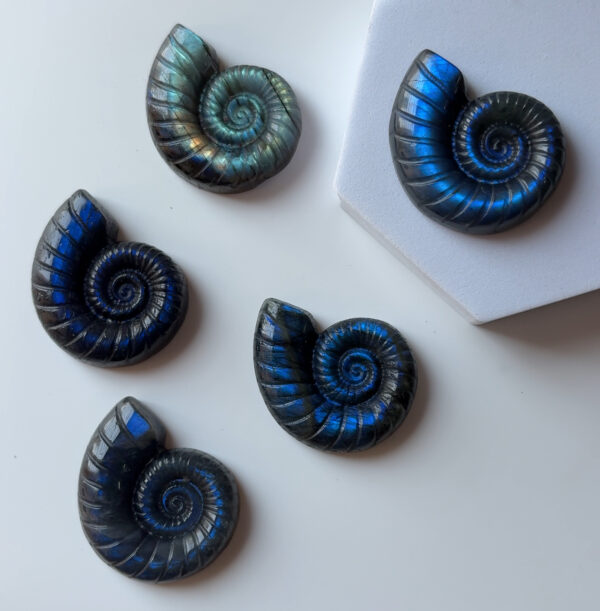 Energised  Labradorite Carved Ammonite