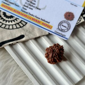 Energised Nepali Rudhraksh 12 Mukhi -