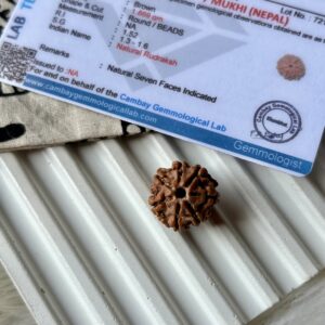 Energised Nepali Rudhraksh 7 Mukhi
