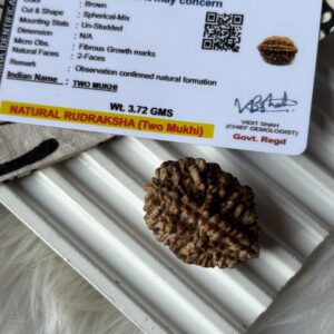 Energised Nepali Rudhraksh 2 Mukhi