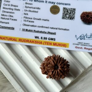 Energised Nepali Rudhraksh 10 Mukhi