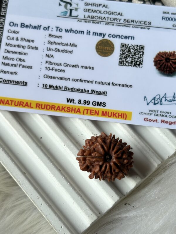 Energised Nepali Rudhraksh 10 Mukhi