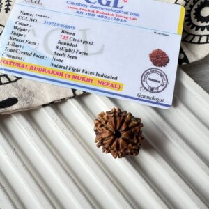 Energised Nepali Rudhraksh 8 Mukhi