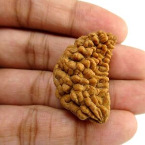 Energised Nepali Rudhraksh 1 Mukhi