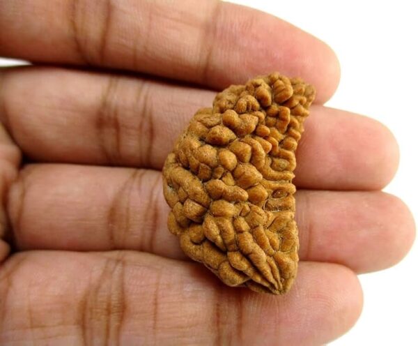 Energised Nepali Rudhraksh 1 Mukhi