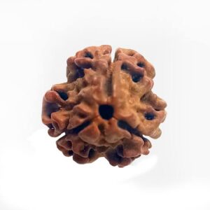 Energised Nepali Rudhraksh 3 Mukhi