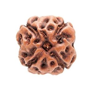 Energised Nepali Rudhraksh 4 Mukhi