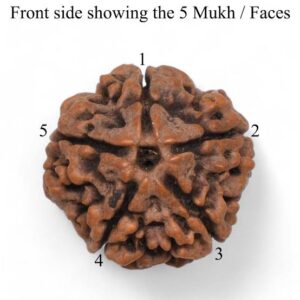 Energised Nepali Rudhraksh 5 Mukhi