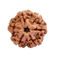 Energised Nepali Rudhraksh 6 Mukhi