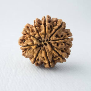 Energised Nepali Rudhraksh 9 Mukhi