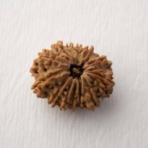 Energised Nepali Rudhraksh 11 Mukhi