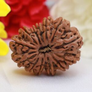 Energised Nepali Rudhraksh 13 Mukhi