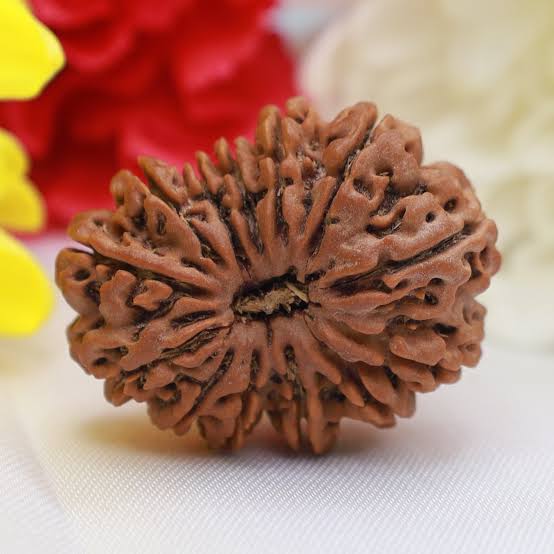 Energised Nepali Rudhraksh 13 Mukhi