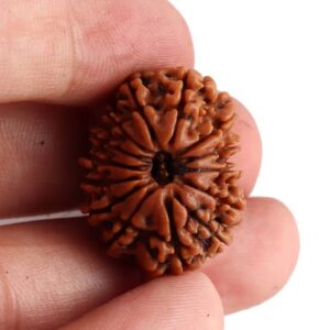 Energised Nepali Rudhraksh 14 Mukhi