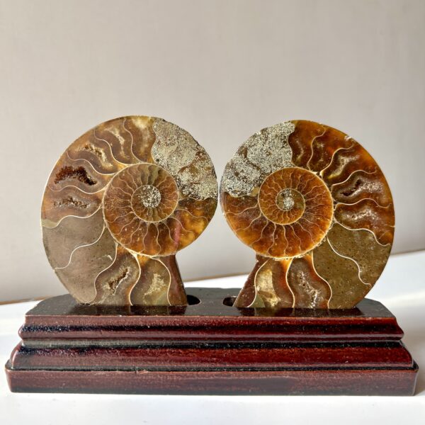 Ammonite Raw Pair For Karma Clearing - Image 2