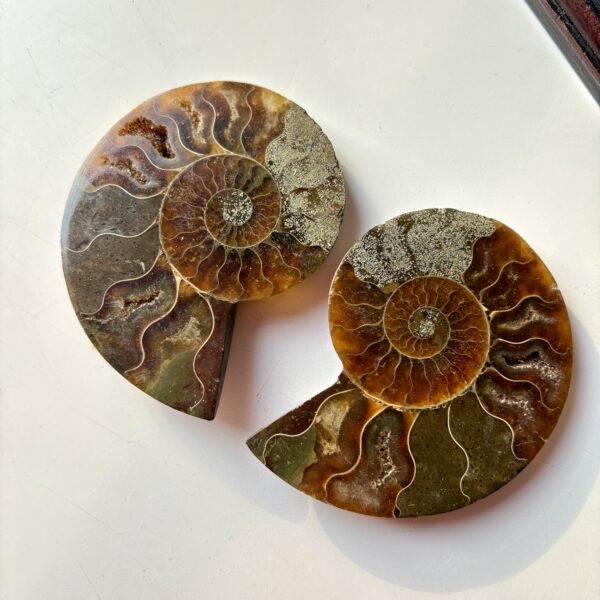 Ammonite Raw Pair For Karma Clearing