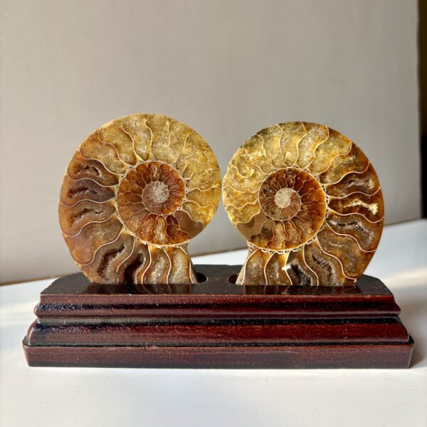 Ammonite Raw Pair For Karma Clearing