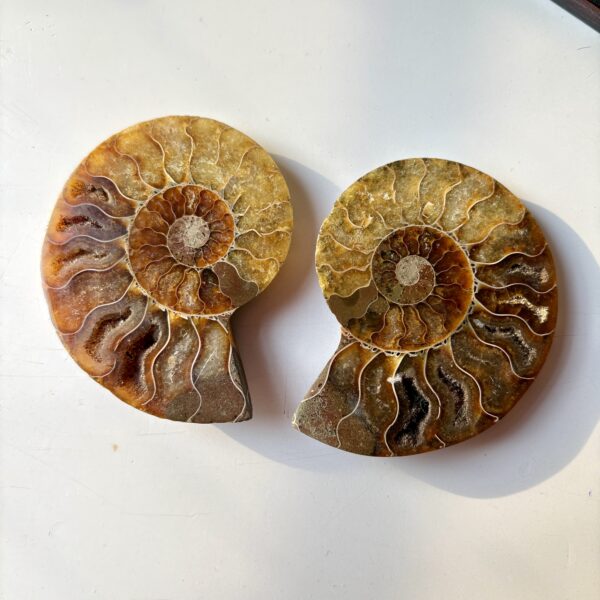 Ammonite Raw Pair For Karma Clearing - Image 2