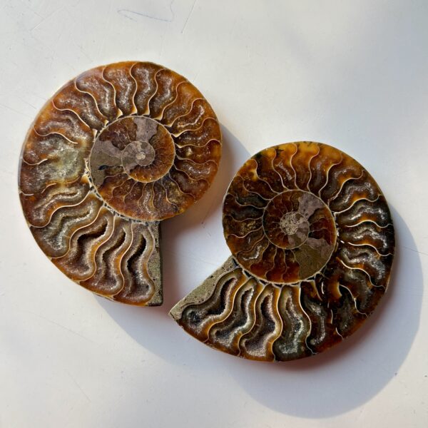 Ammonite Raw Pair For Karma Clearing