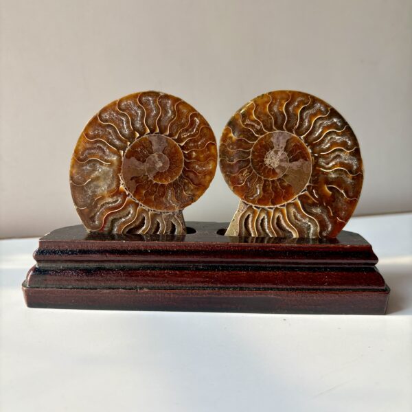 Ammonite Raw Pair For Karma Clearing - Image 2