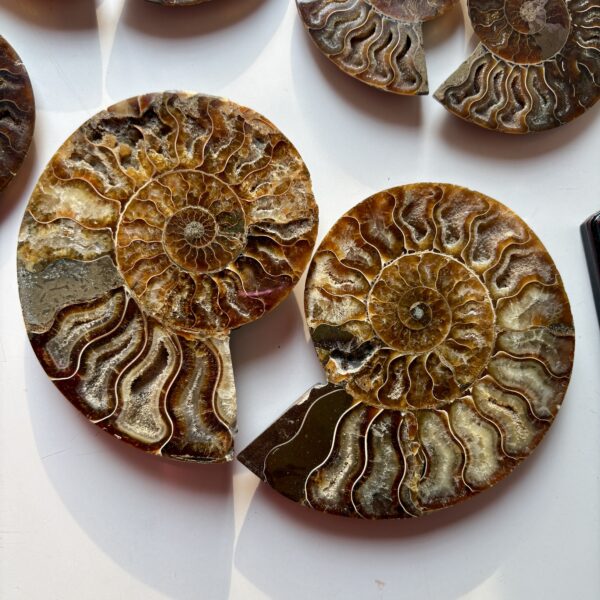 Ammonite Big Raw Pair For Karma Clearing
