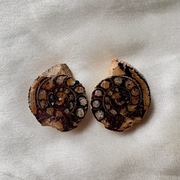 Ammonite small Raw Pair For Karma Clearing