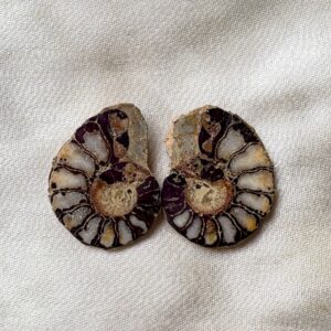 Ammonite small Raw Pair For Karma Clearing