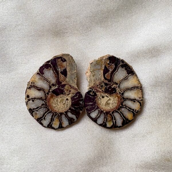 Ammonite small Raw Pair For Karma Clearing