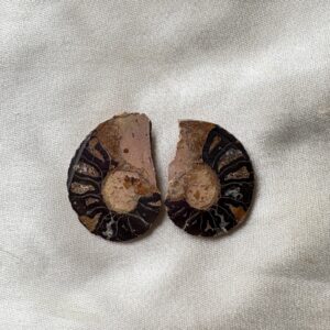 Ammonite small Raw Pair For Karma Clearing