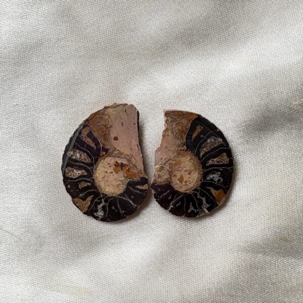 Ammonite small Raw Pair For Karma Clearing