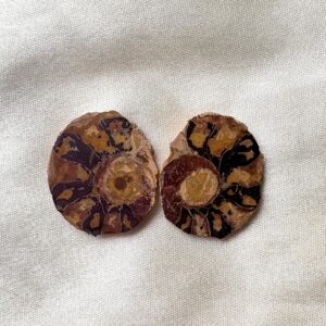 Ammonite Small Raw Pair For Karma Clearing