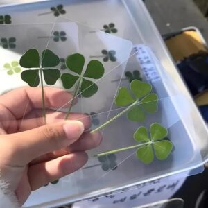 Real 4 leaf Clover 🍀 - Laminated