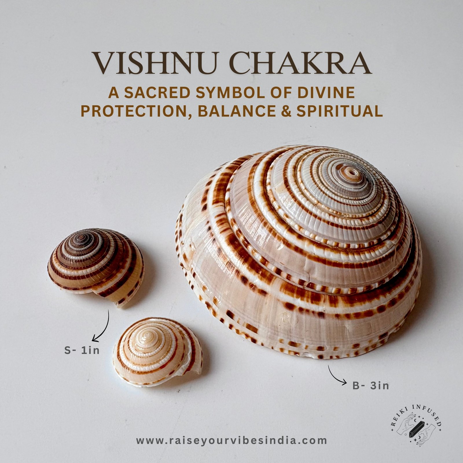 Vishnu Sudarshan Chakra Original - Very Rare & Natural for Vastu Good Luck, Money